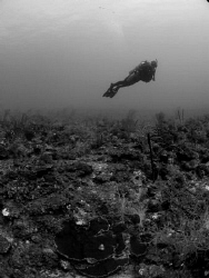 B and W of diver in Puerto Rico. by Juan Torres 